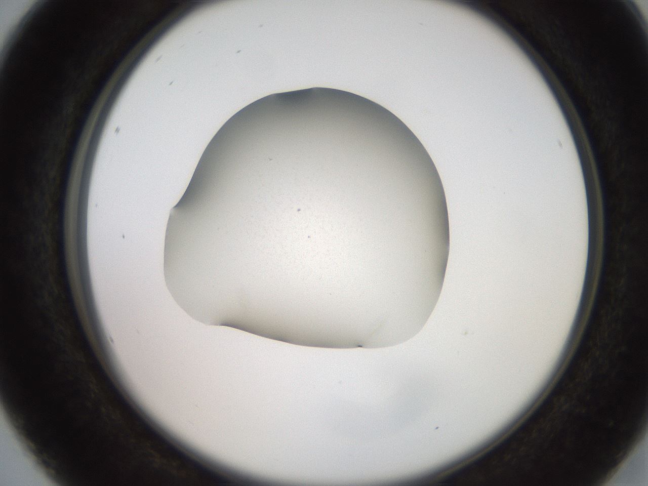 folderID257_plateID2257_batchID10213_wellNum16_profileID1_d2_r156641_ef.jpg
