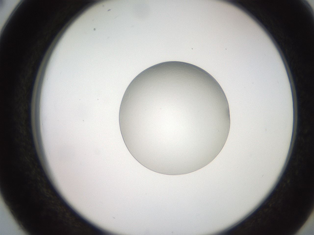 folderID257_plateID2257_batchID10234_wellNum38_profileID1_d2_r156685_ef.jpg