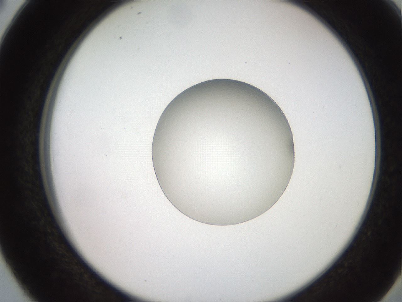 folderID257_plateID2257_batchID10915_wellNum38_profileID1_d2_r156685_ef.jpg