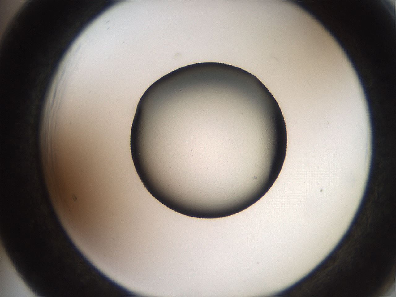folderID257_plateID2257_batchID10915_wellNum65_profileID1_d2_r156739_ef.jpg