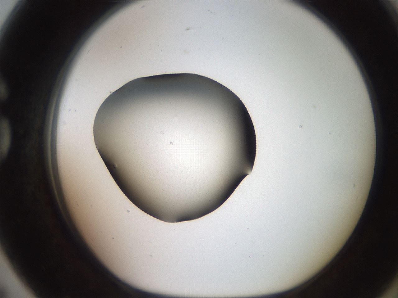 folderID258_plateID2258_batchID10237_wellNum79_profileID1_d1_r156958_ef.jpg