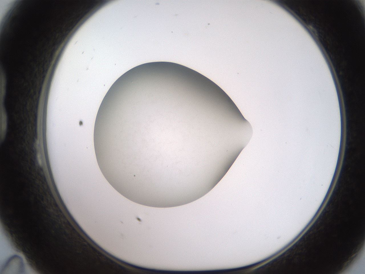 folderID258_plateID2258_batchID10279_wellNum23_profileID1_d1_r156846_ef.jpg