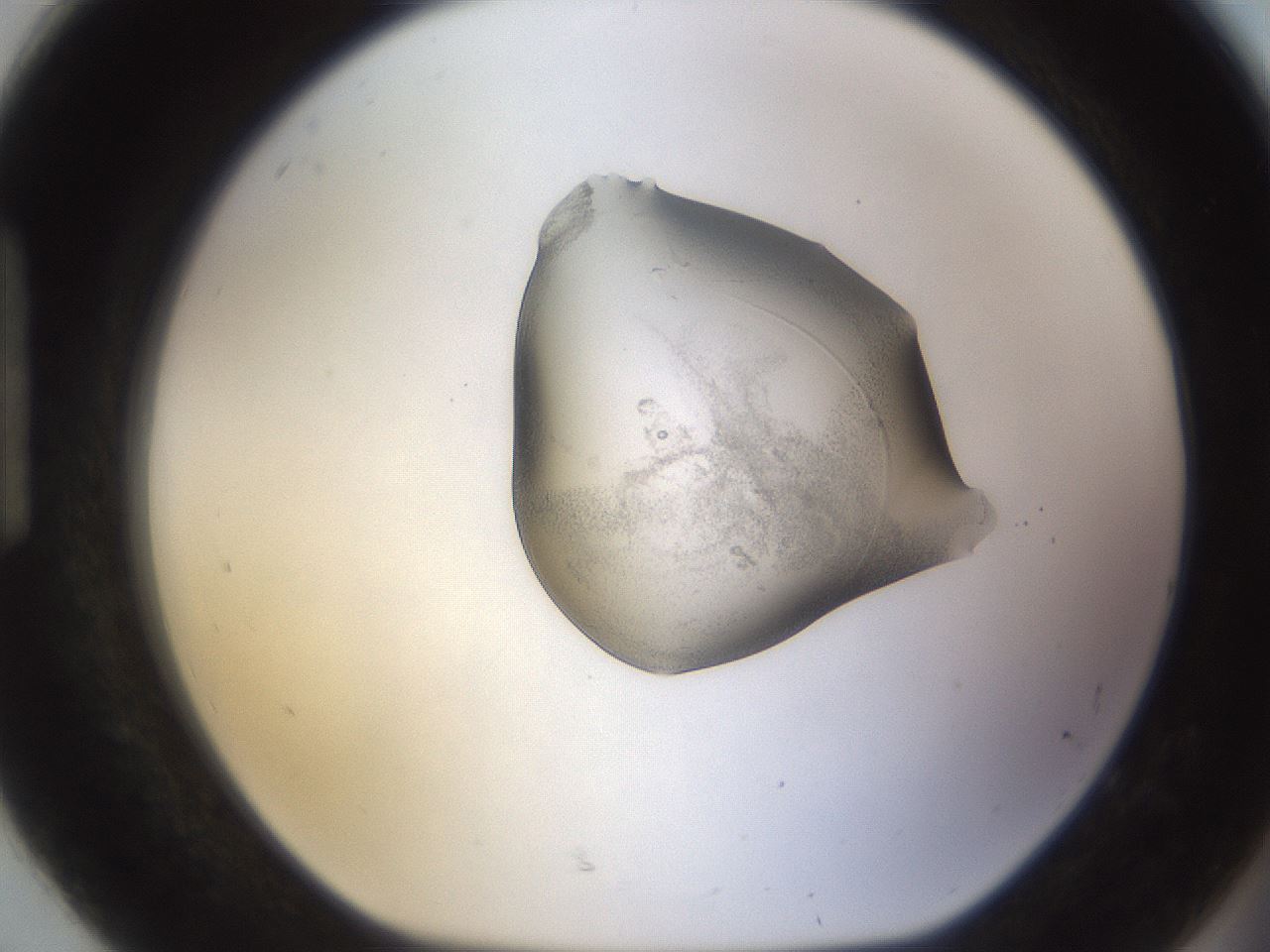 folderID259_plateID1259_batchID3790_wellNum92_profileID1_d1_r72851_ef.jpg