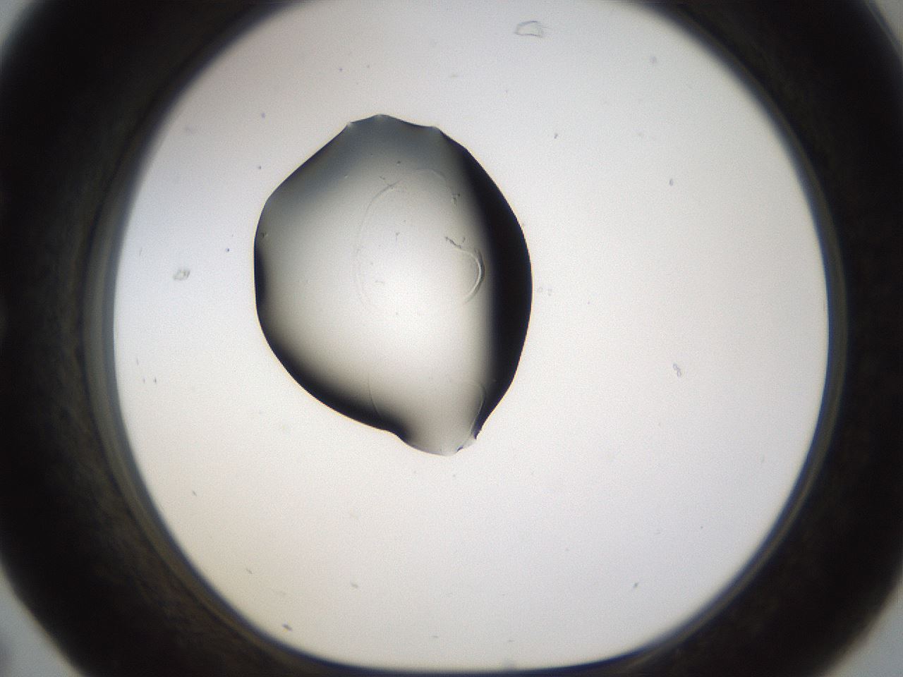 folderID259_plateID1259_batchID3796_wellNum31_profileID1_d1_r72790_ef.jpg
