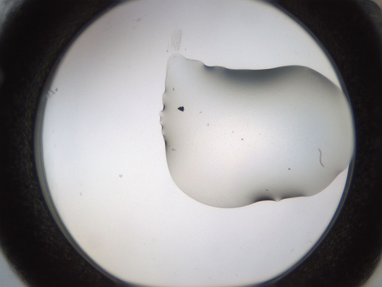 folderID259_plateID1259_batchID3986_wellNum61_profileID1_d1_r72820_ef.jpg