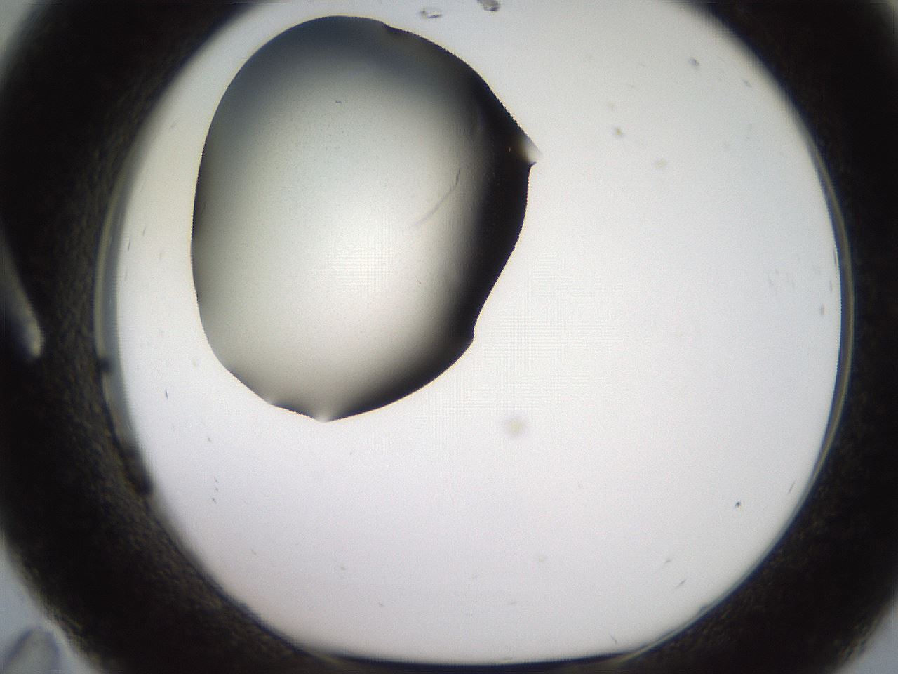 folderID259_plateID2259_batchID10216_wellNum11_profileID1_d1_r157206_ef.jpg