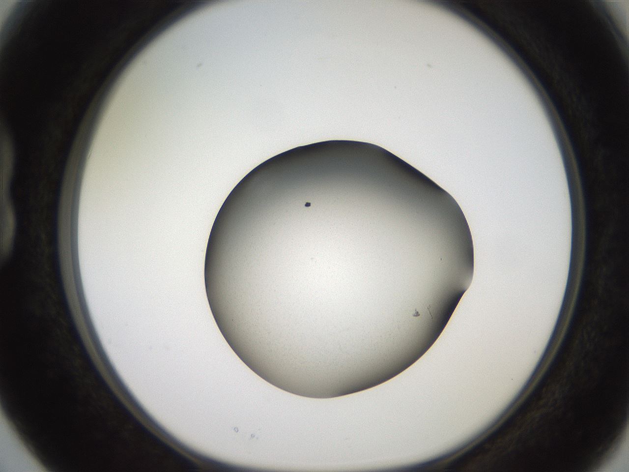 folderID259_plateID2259_batchID10216_wellNum15_profileID1_d1_r157214_ef.jpg