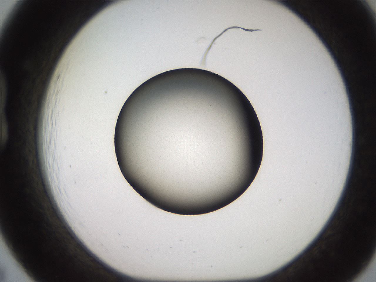 folderID259_plateID2259_batchID10281_wellNum19_profileID1_d1_r157222_ef.jpg