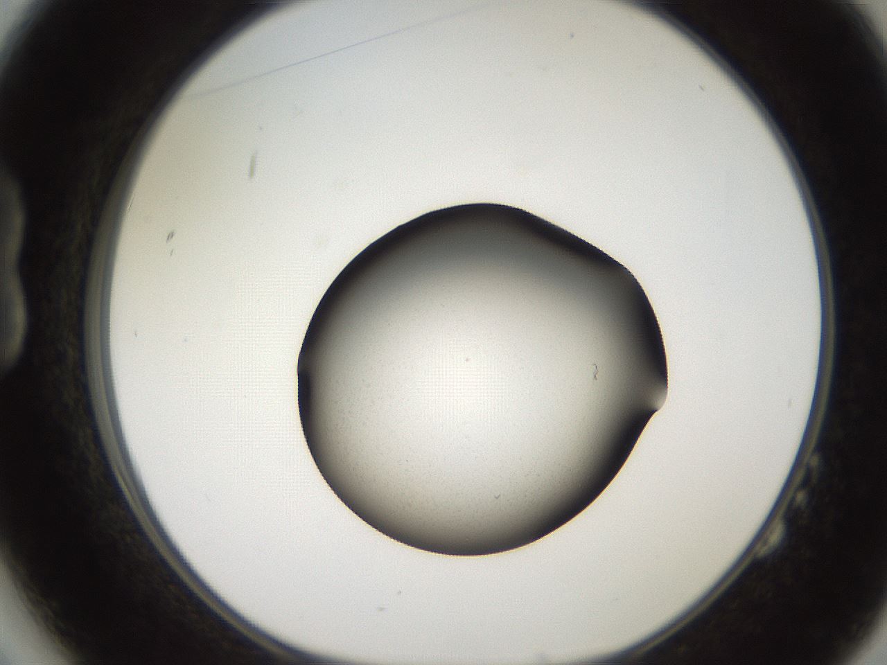 folderID259_plateID2259_batchID10541_wellNum14_profileID1_d1_r157212_ef.jpg