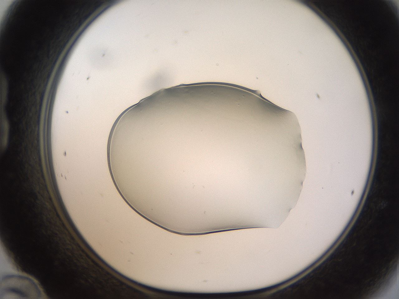 folderID260_plateID1260_batchID3803_wellNum24_profileID1_d1_r72879_ef.jpg