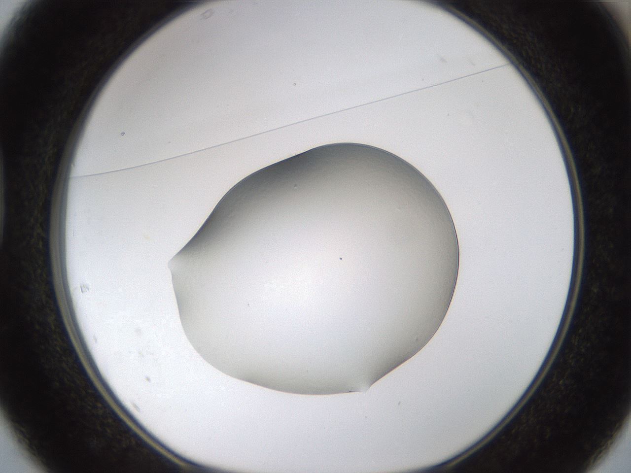 folderID260_plateID1260_batchID3803_wellNum37_profileID1_d1_r72892_ef.jpg