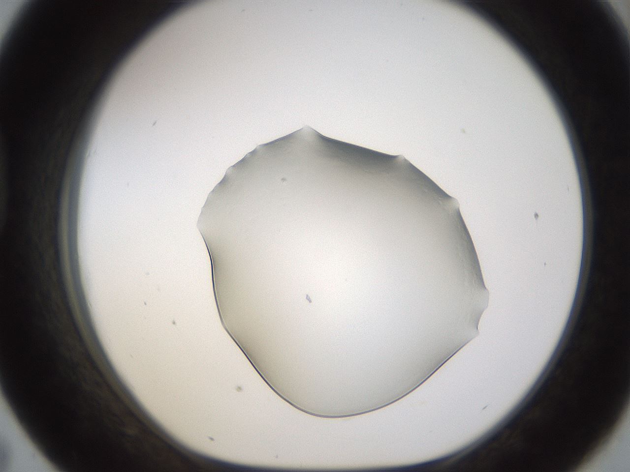 folderID260_plateID1260_batchID3803_wellNum43_profileID1_d1_r72898_ef.jpg