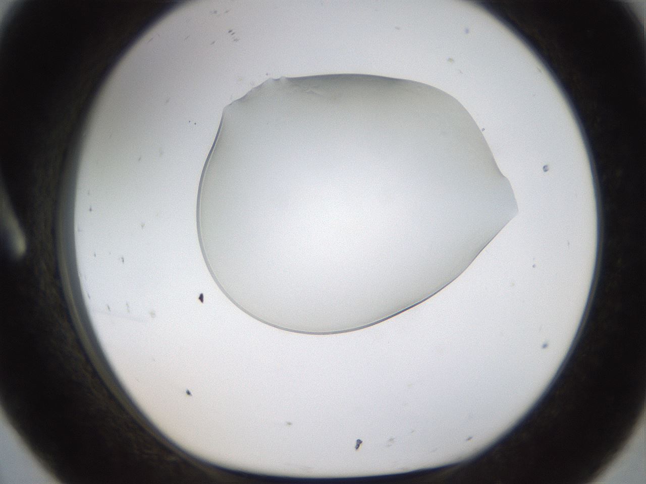 folderID260_plateID1260_batchID3810_wellNum8_profileID1_d1_r72863_ef.jpg