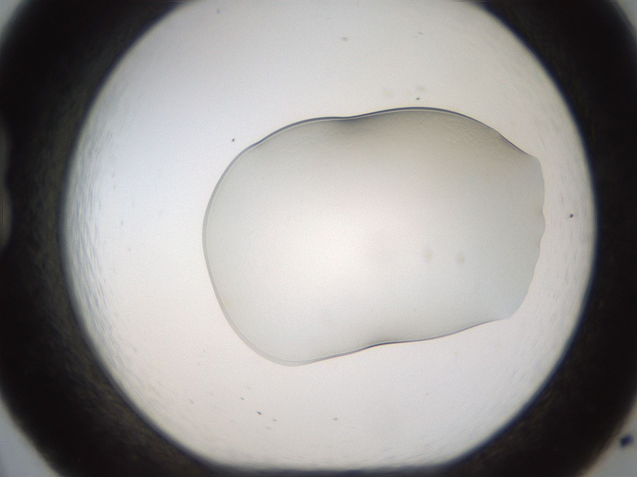 folderID260_plateID1260_batchID3877_wellNum20_profileID1_d1_r72875_ef.jpg