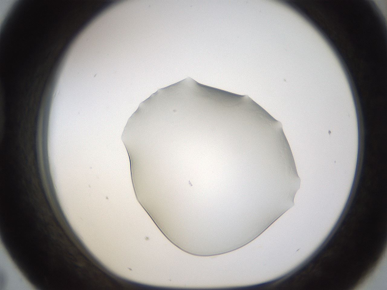 folderID260_plateID1260_batchID3877_wellNum43_profileID1_d1_r72898_ef.jpg