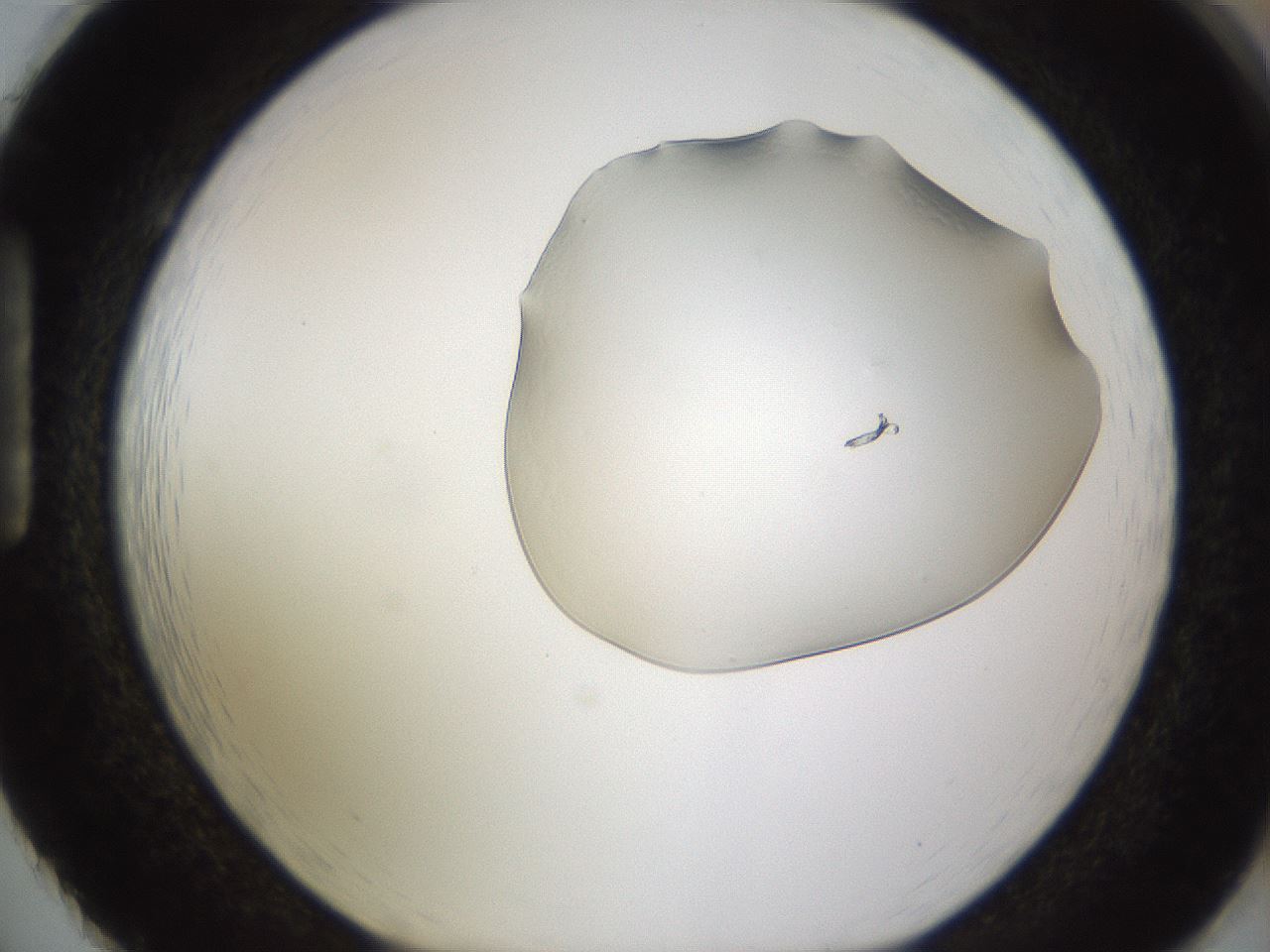 folderID260_plateID1260_batchID3994_wellNum86_profileID1_d1_r72941_ef.jpg