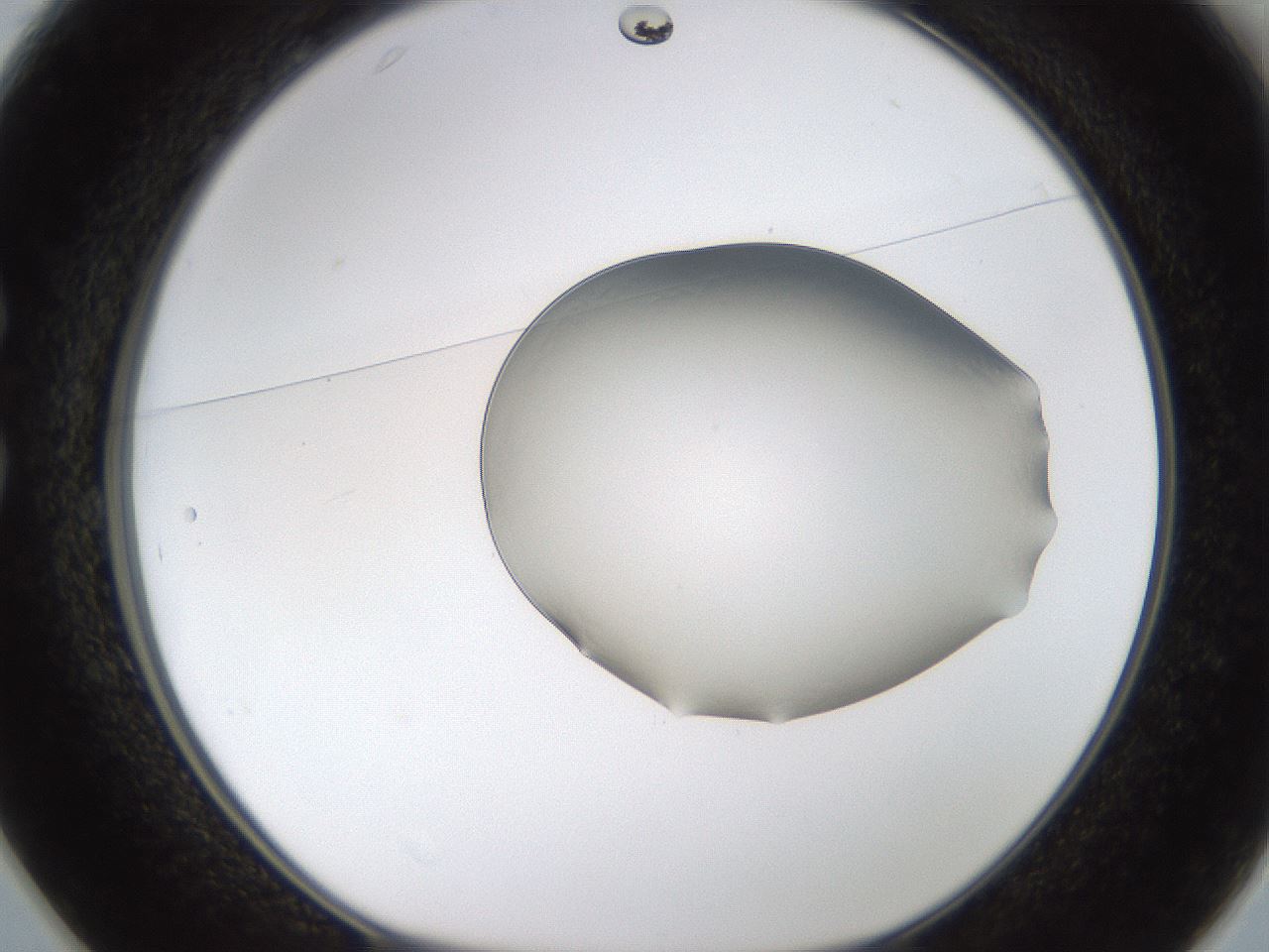 folderID260_plateID1260_batchID4346_wellNum25_profileID1_d1_r72880_ef.jpg