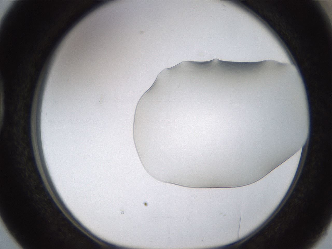 folderID260_plateID1260_batchID4346_wellNum38_profileID1_d1_r72893_ef.jpg