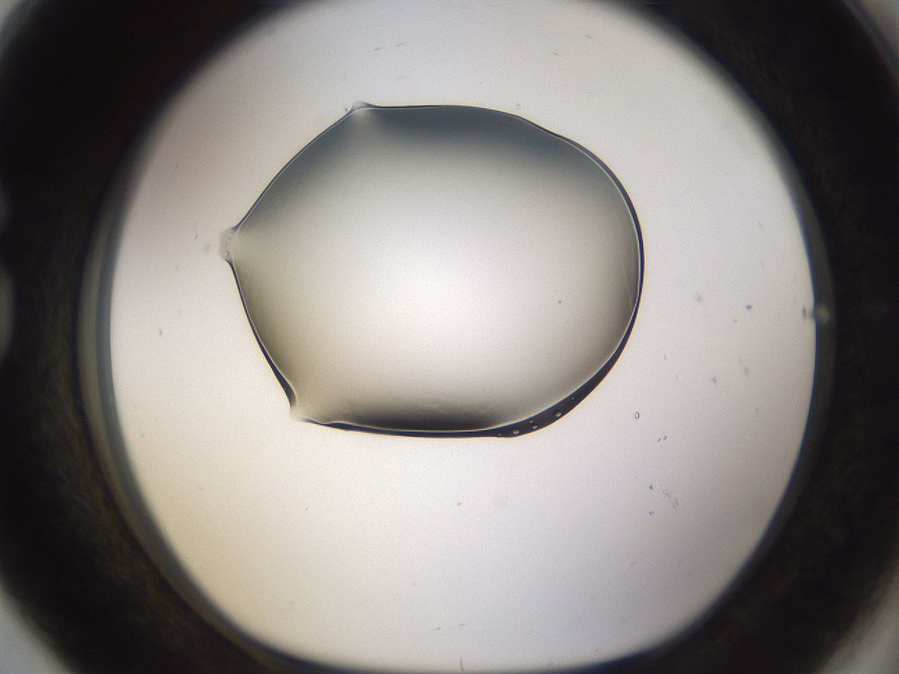 folderID263_plateID3263_batchID18788_wellNum80_profileID1_d1_r287344_ef.jpg