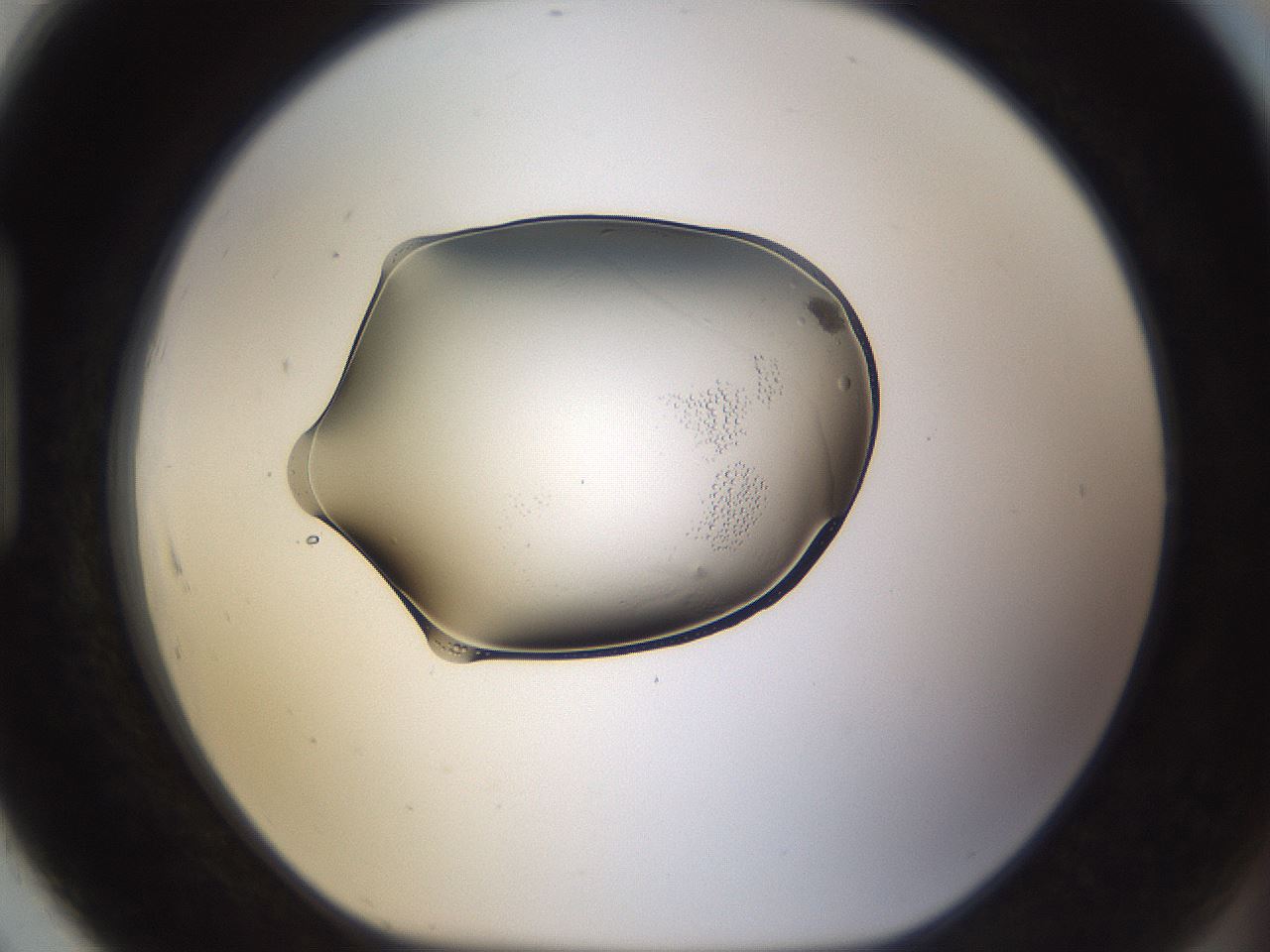 folderID263_plateID3263_batchID18863_wellNum91_profileID1_d1_r287388_ef.jpg