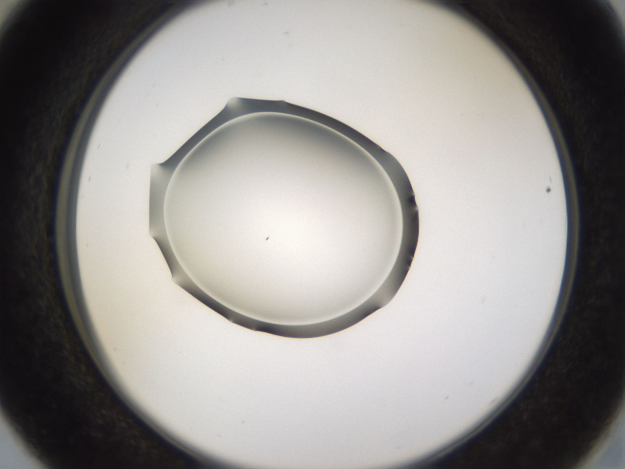 folderID263_plateID3263_batchID19289_wellNum29_profileID1_d2_r287176_ef.jpg