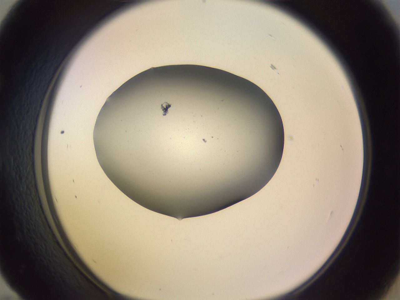 folderID264_plateID3264_batchID18556_wellNum59_profileID1_d1_r287427_ef.jpg