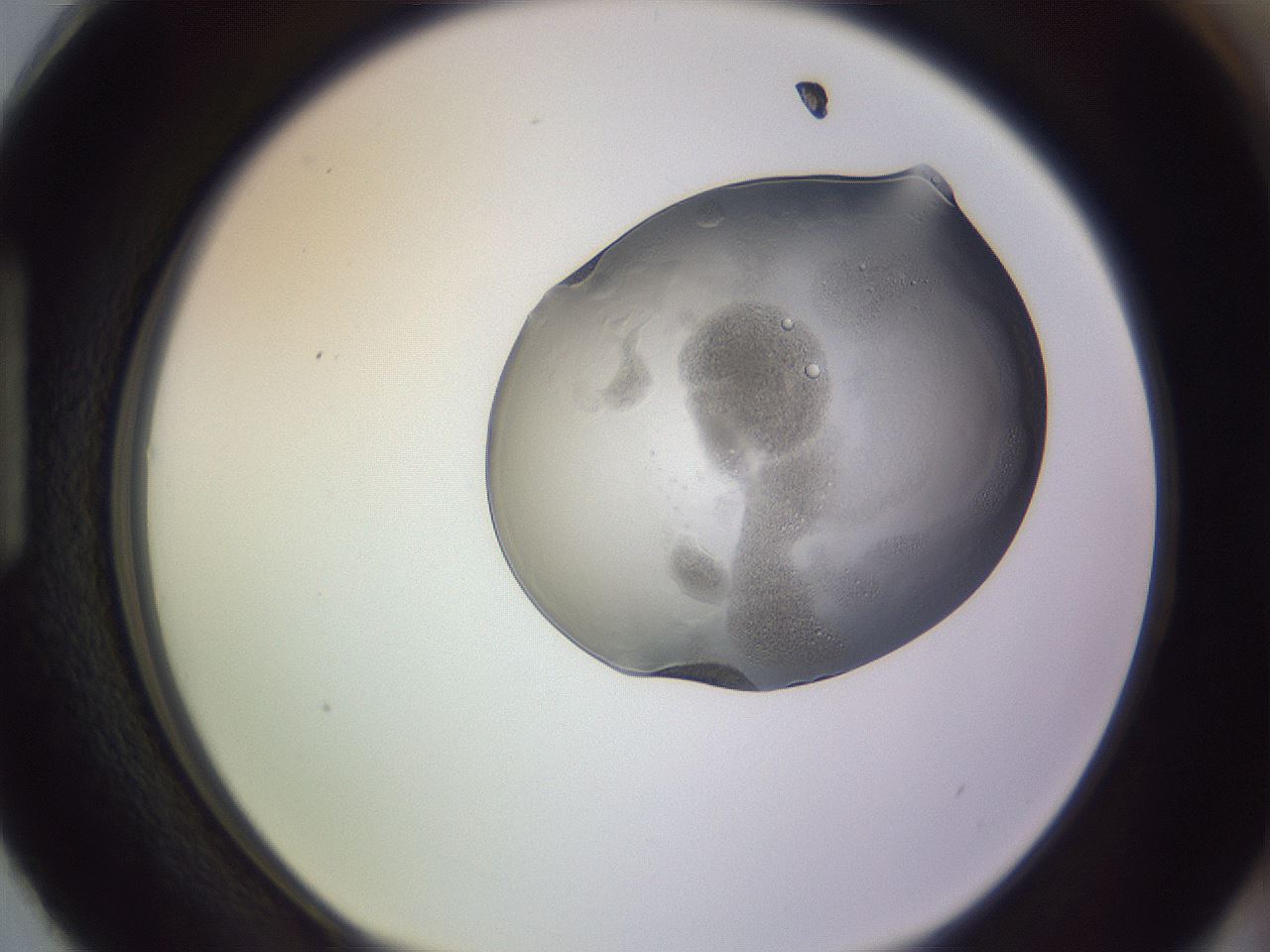 folderID264_plateID3264_batchID18556_wellNum87_profileID1_d1_r287483_ef.jpg