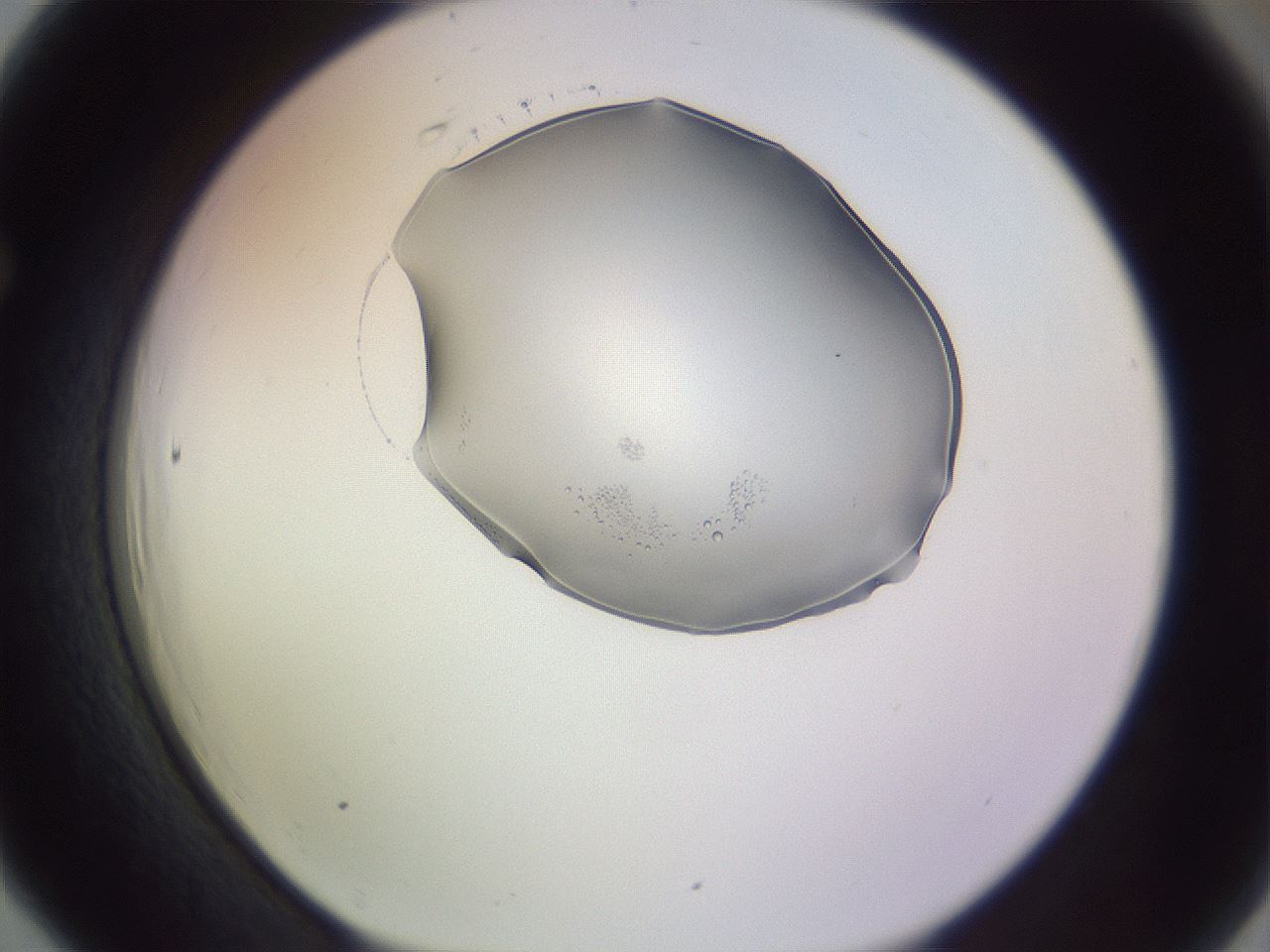 folderID264_plateID3264_batchID18600_wellNum66_profileID1_d1_r287441_ef.jpg