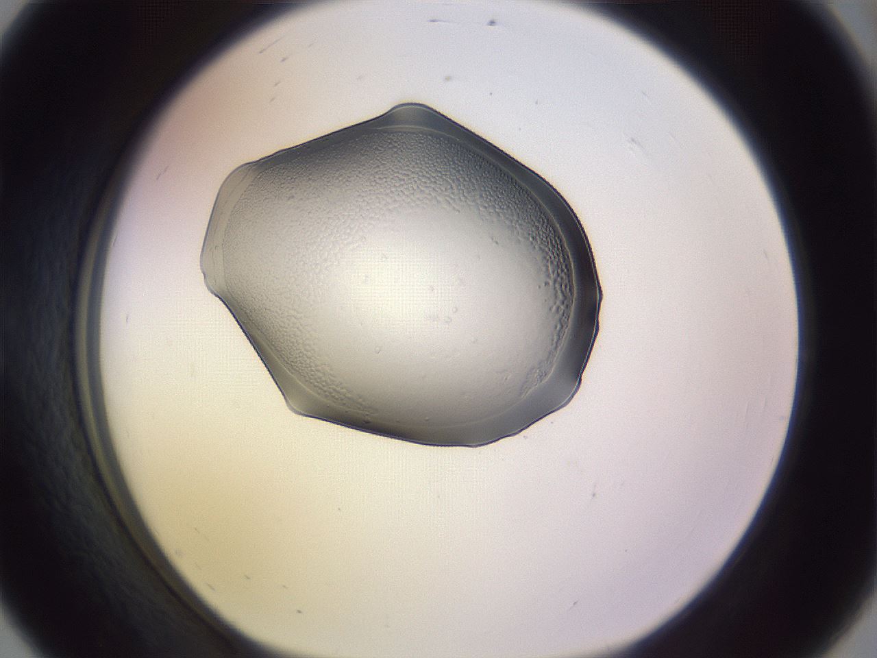 folderID264_plateID3264_batchID18789_wellNum56_profileID1_d1_r287421_ef.jpg