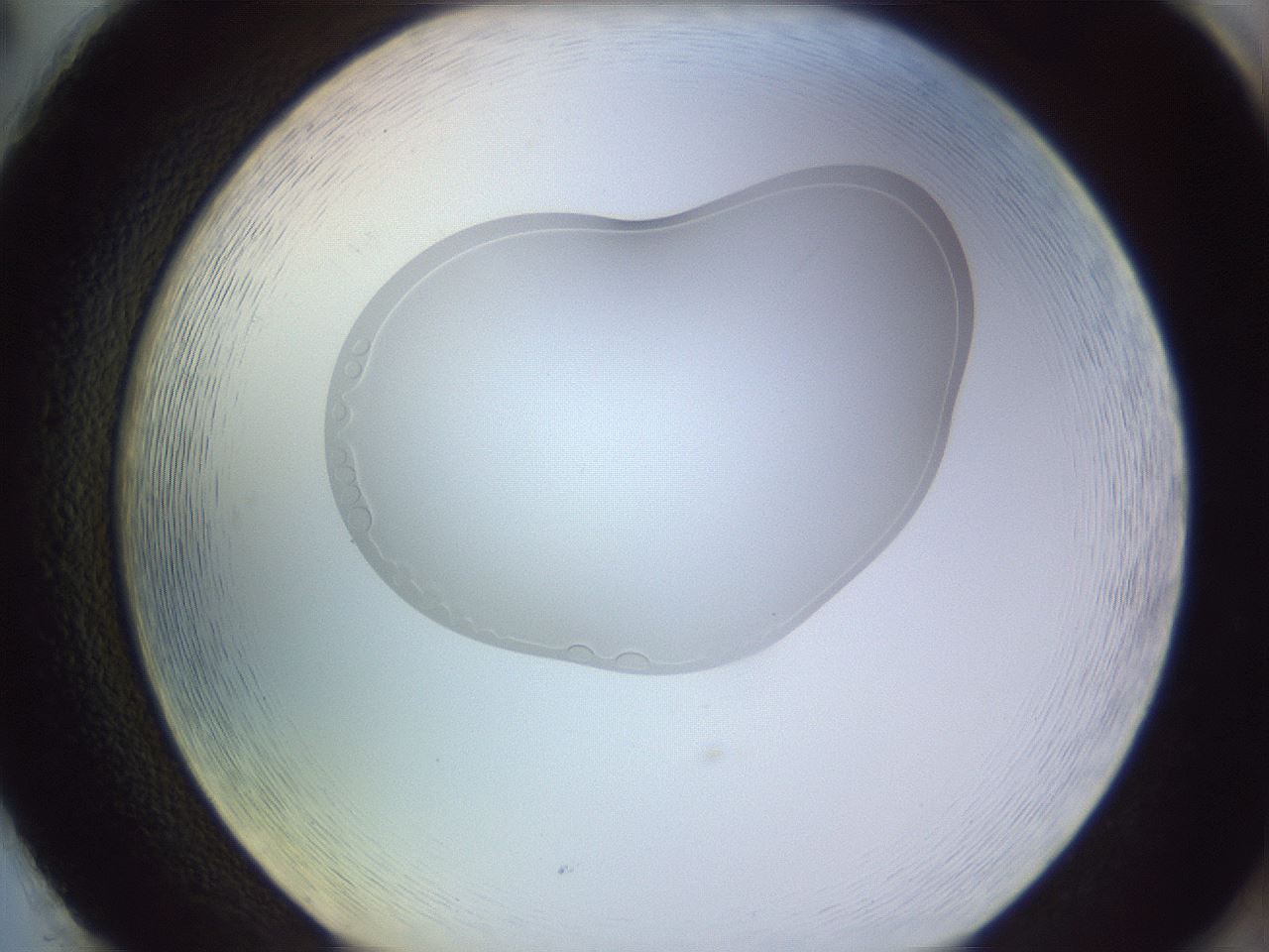 folderID264_plateID3264_batchID18789_wellNum86_profileID1_d2_r287482_ef.jpg