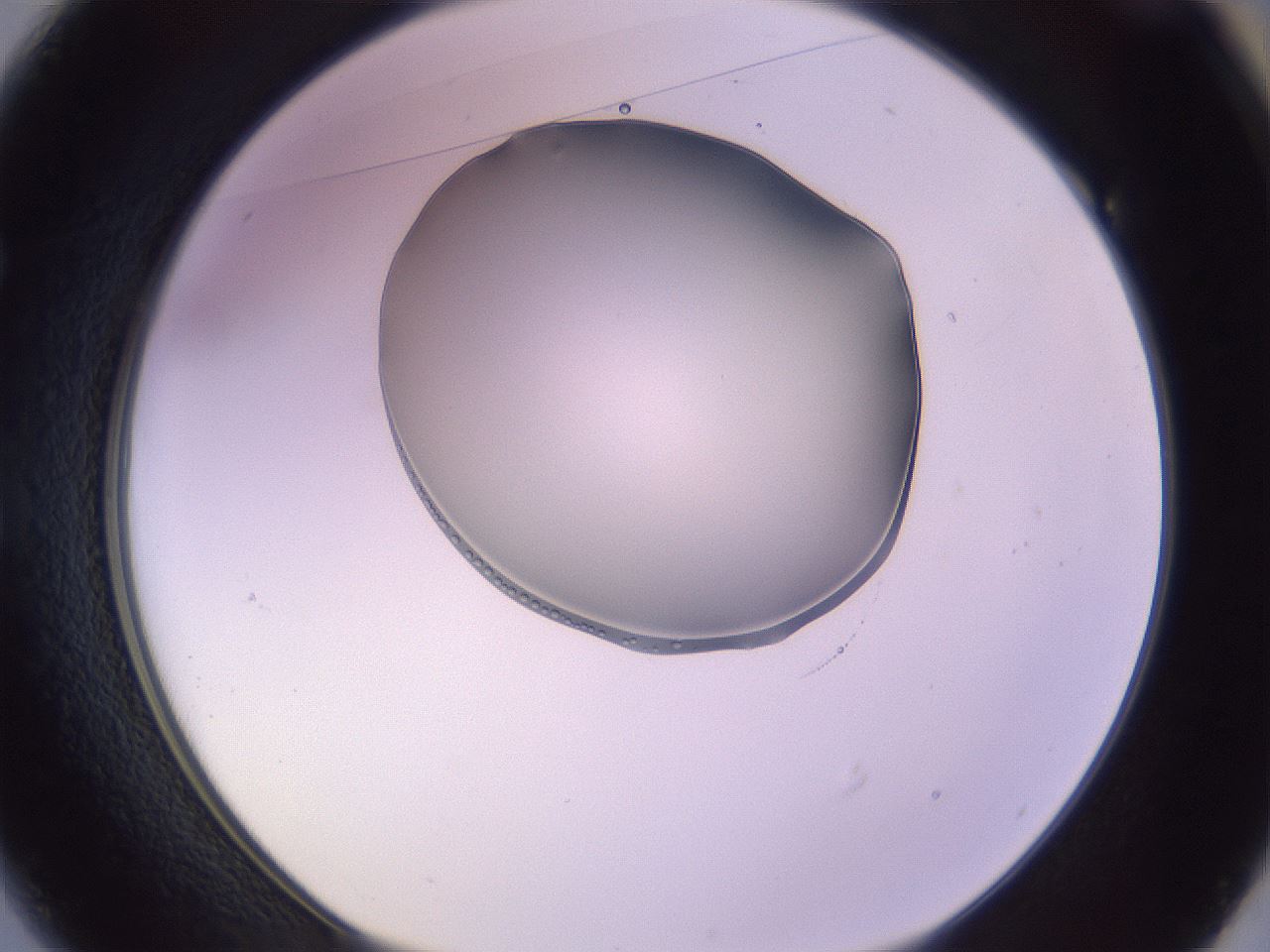 folderID264_plateID3264_batchID19009_wellNum49_profileID1_d1_r287403_ef.jpg