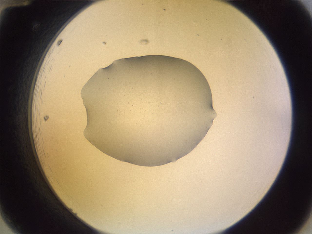folderID264_plateID3264_batchID18600_wellNum12_profileID1_d2_r287258_ef.jpg