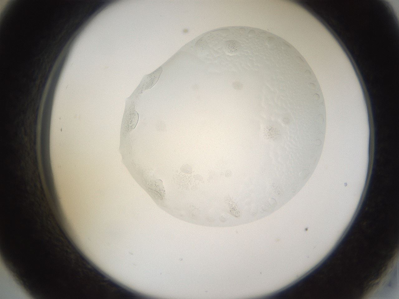 folderID265_plateID3265_batchID18559_wellNum33_profileID1_d2_r287760_ef.jpg
