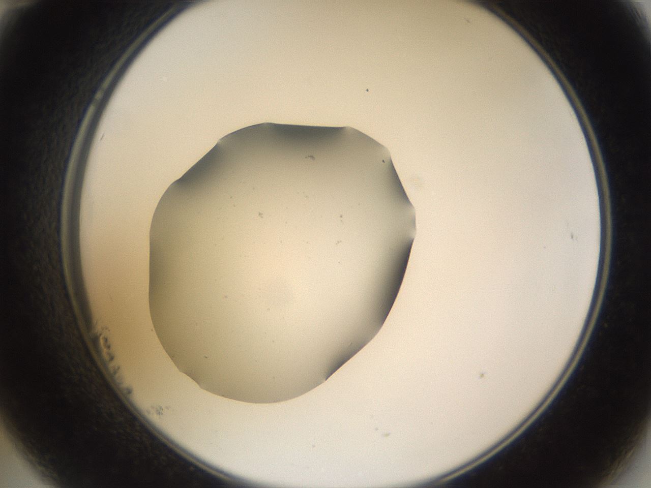 folderID265_plateID3265_batchID18663_wellNum23_profileID1_d2_r287740_ef.jpg