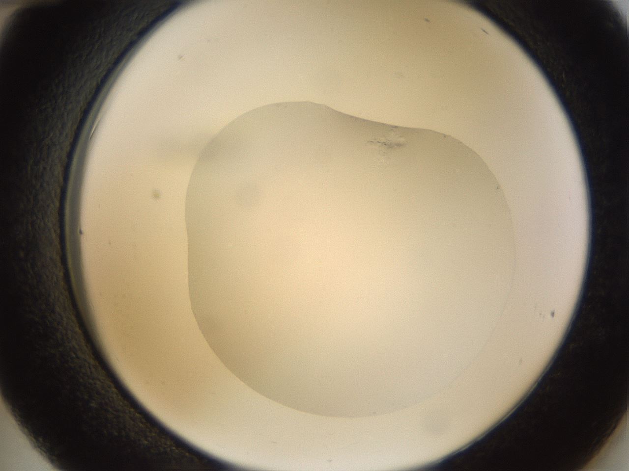 folderID265_plateID3265_batchID18663_wellNum36_profileID1_d2_r287766_ef.jpg