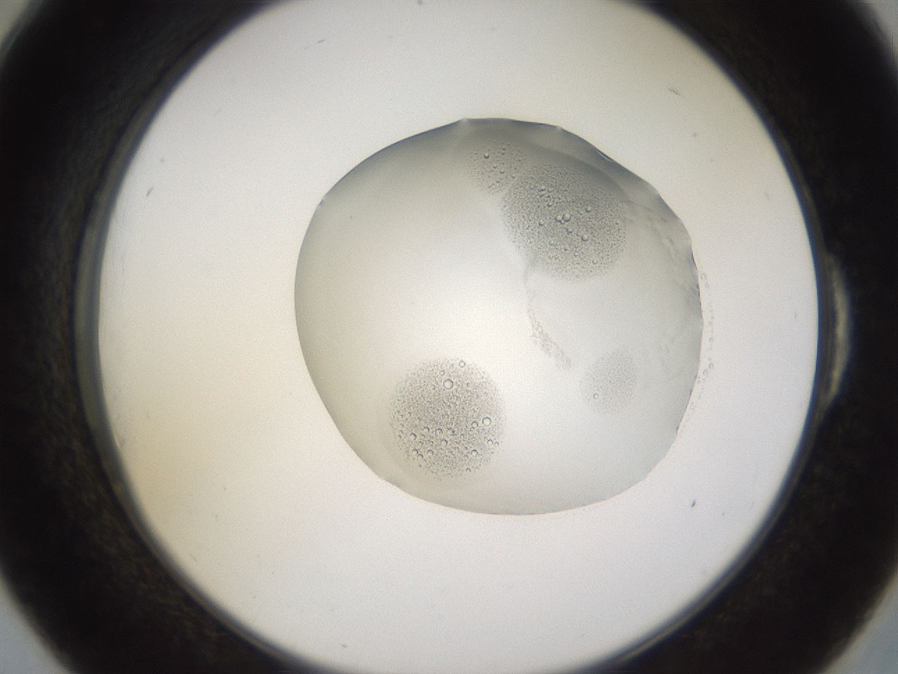 folderID265_plateID3265_batchID18790_wellNum54_profileID1_d2_r287802_ef.jpg