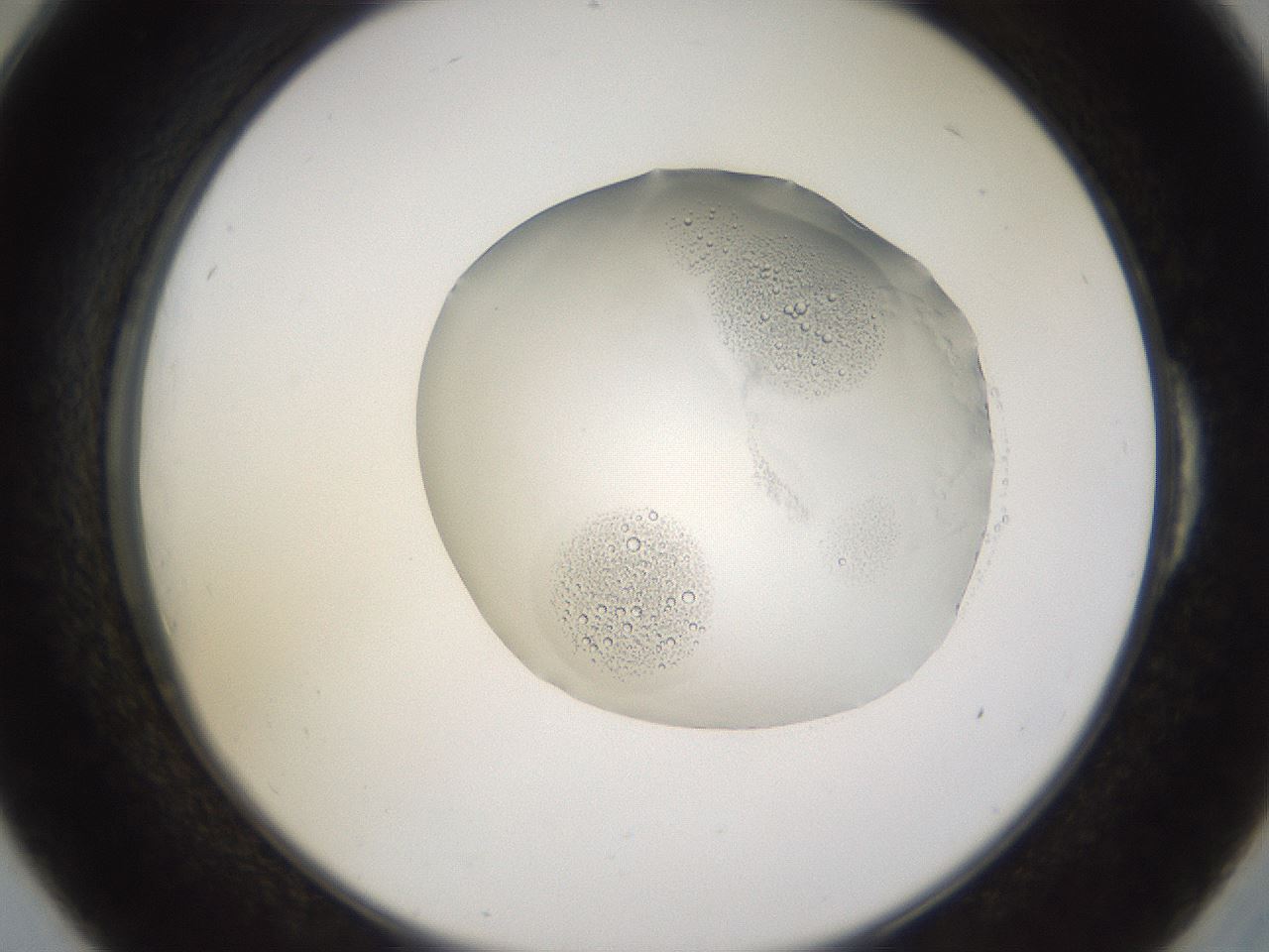 folderID265_plateID3265_batchID19010_wellNum54_profileID1_d2_r287802_ef.jpg
