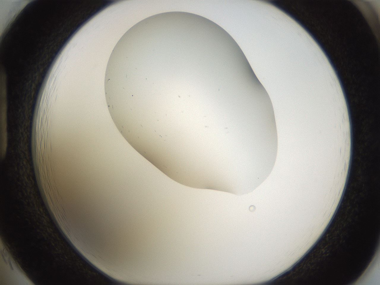 folderID265_plateID3265_batchID19010_wellNum85_profileID1_d1_r287863_ef.jpg