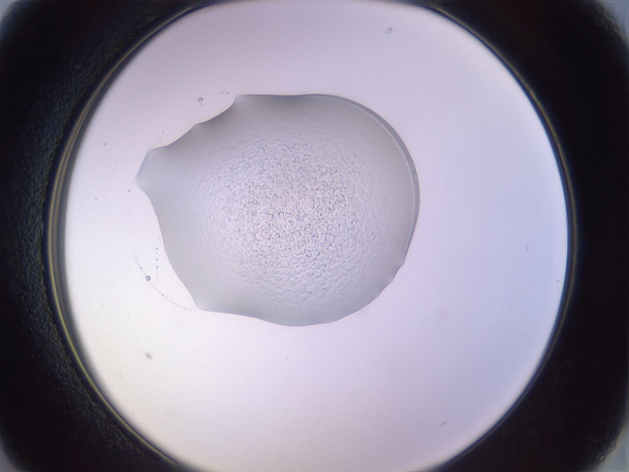 folderID266_plateID3266_batchID18560_wellNum13_profileID1_d2_r287528_ef.jpg
