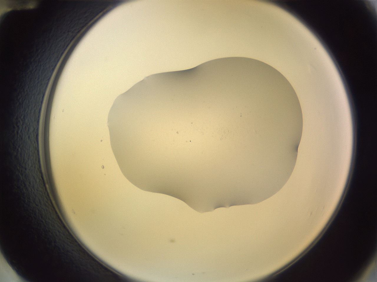 folderID266_plateID3266_batchID18560_wellNum60_profileID1_d2_r287622_ef.jpg