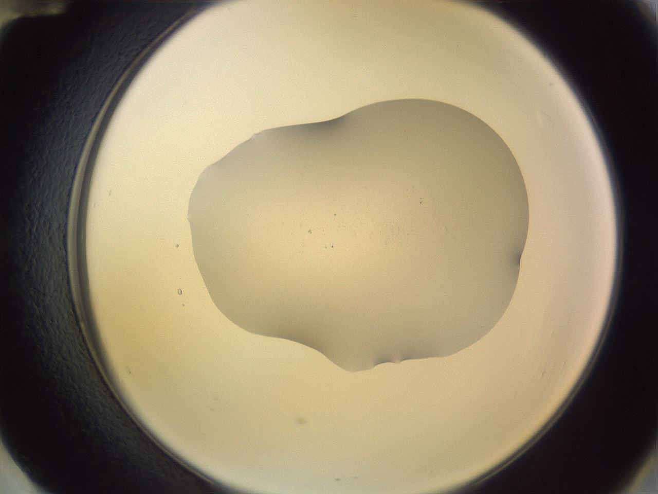 folderID266_plateID3266_batchID18602_wellNum60_profileID1_d2_r287622_ef.jpg