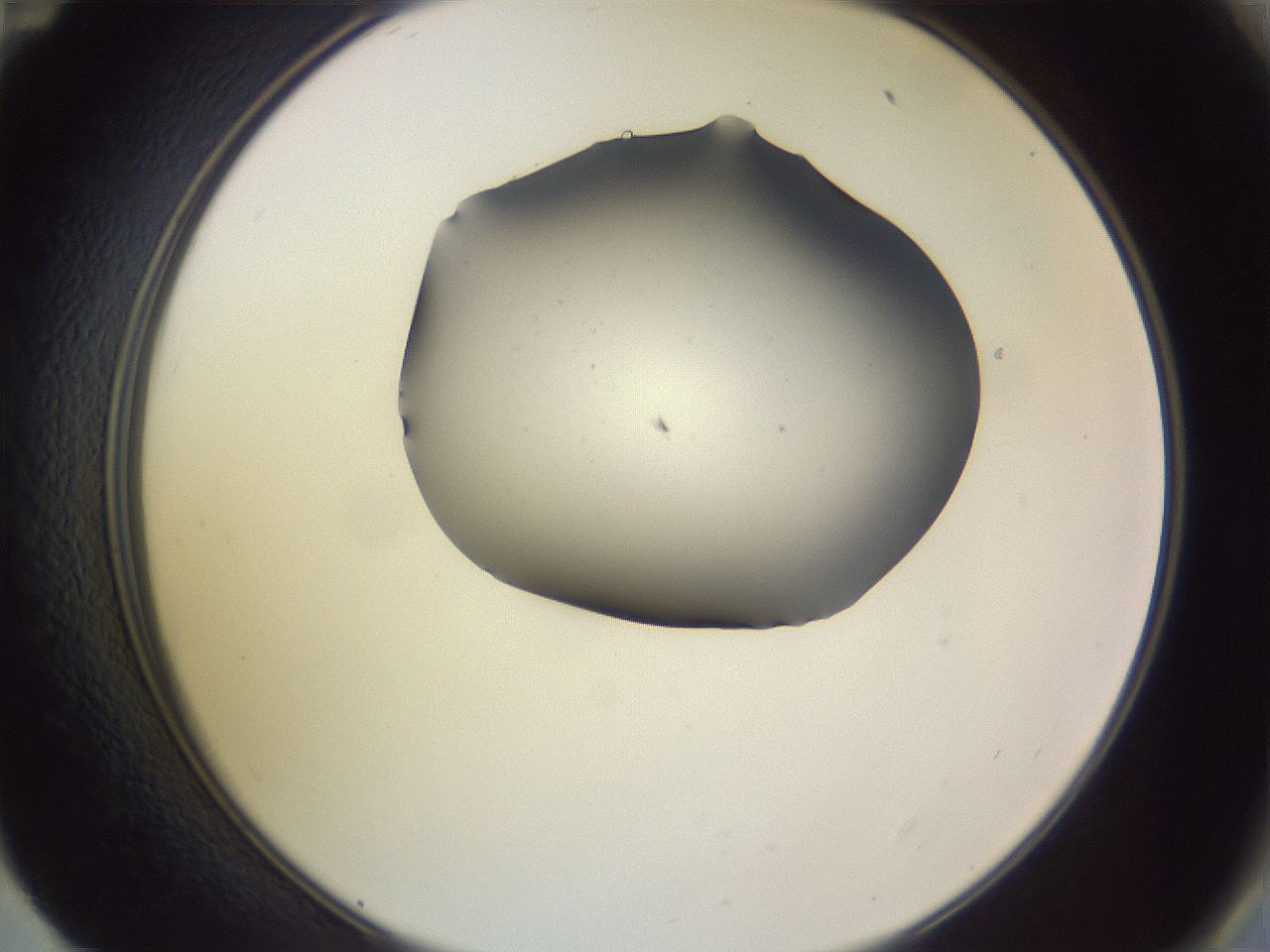 folderID266_plateID3266_batchID18664_wellNum59_profileID1_d2_r287620_ef.jpg