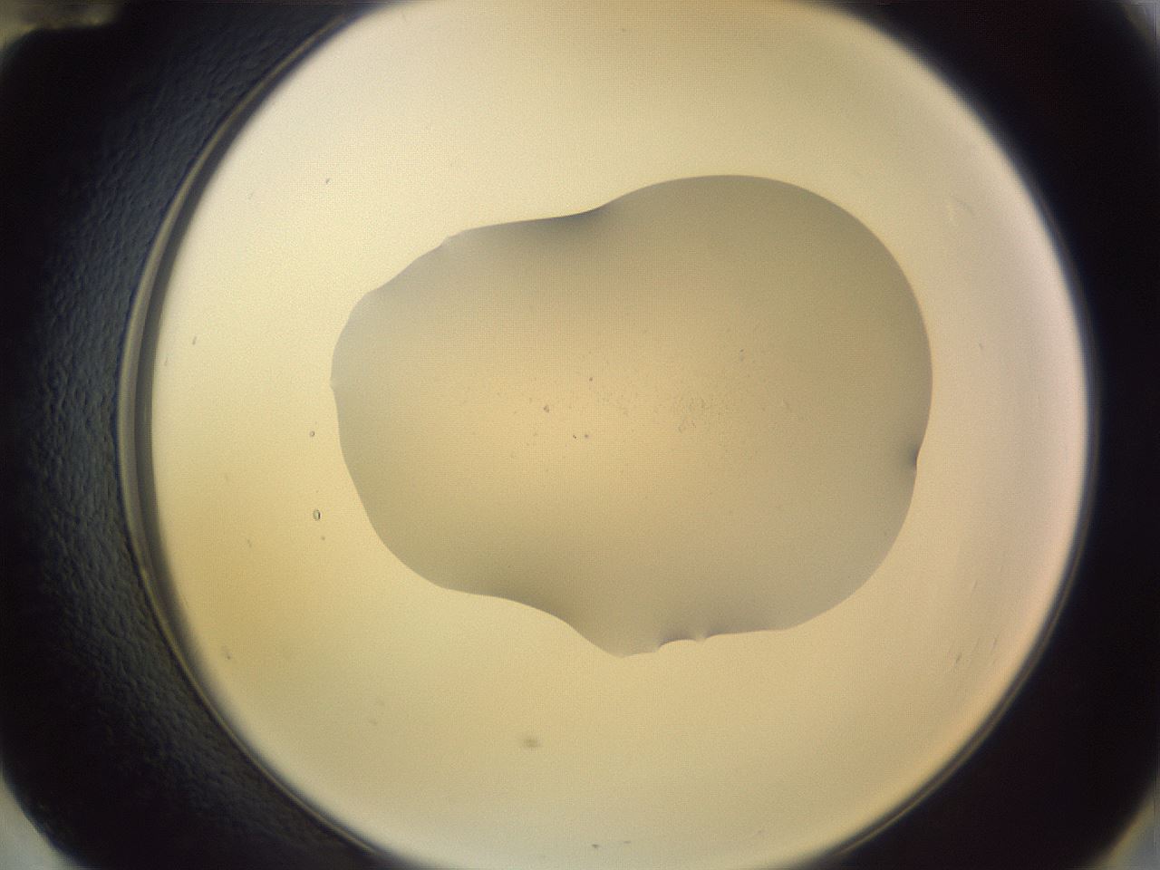 folderID266_plateID3266_batchID19011_wellNum60_profileID1_d2_r287622_ef.jpg