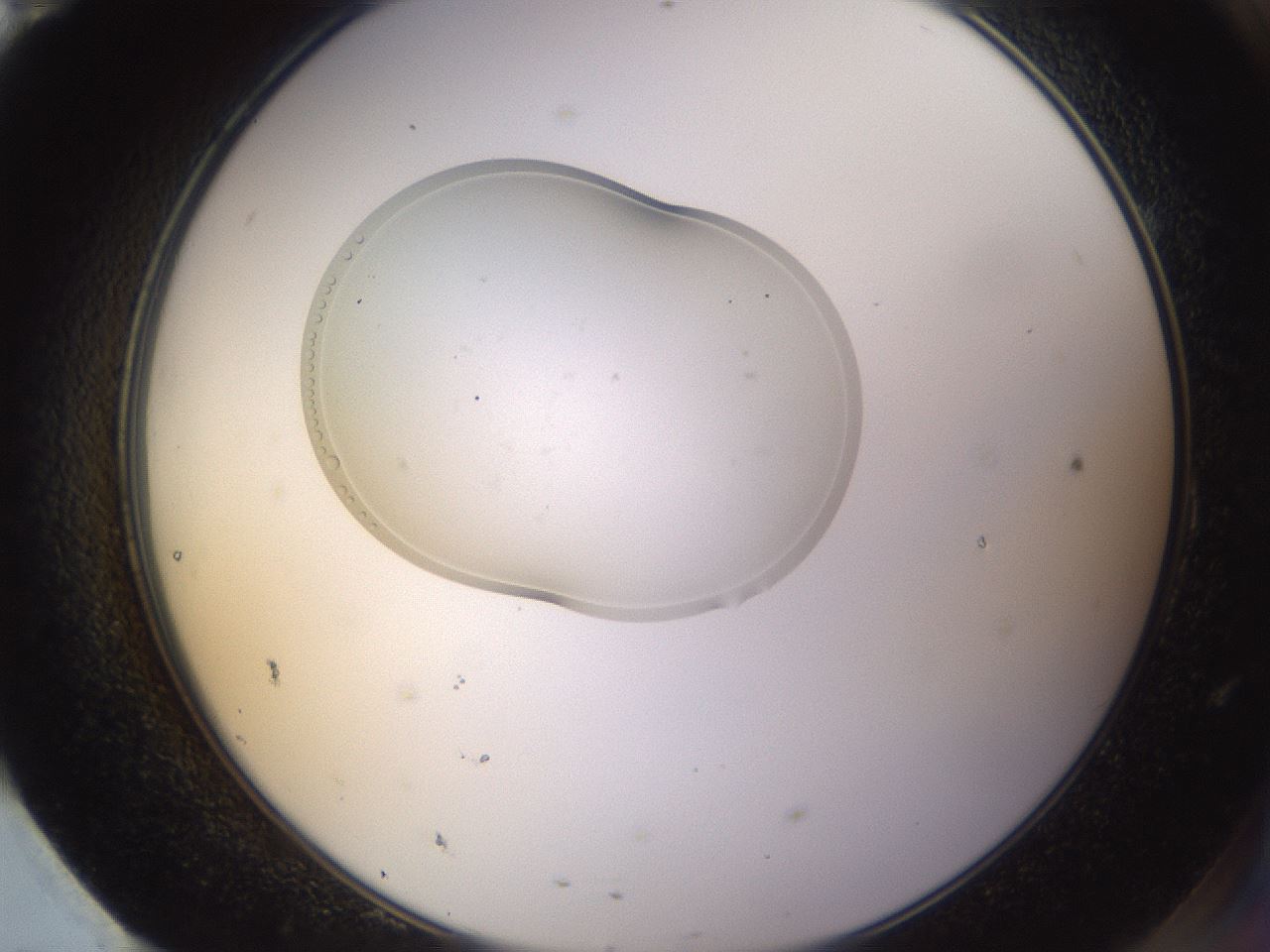 folderID267_plateID3267_batchID18596_wellNum95_profileID1_d2_r286924_ef.jpg