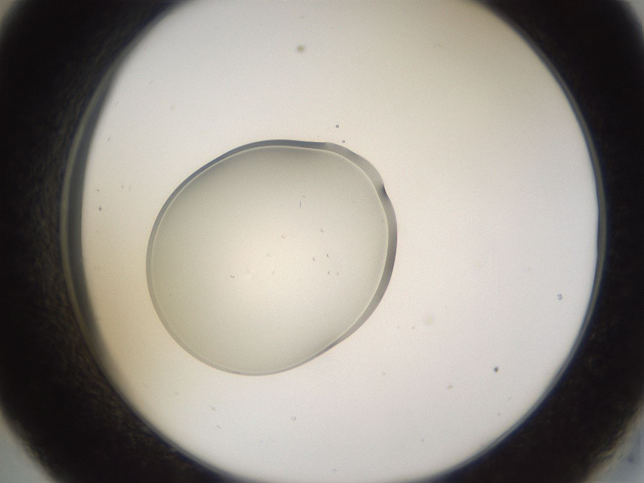 folderID267_plateID3267_batchID18654_wellNum33_profileID1_d2_r286800_ef.jpg