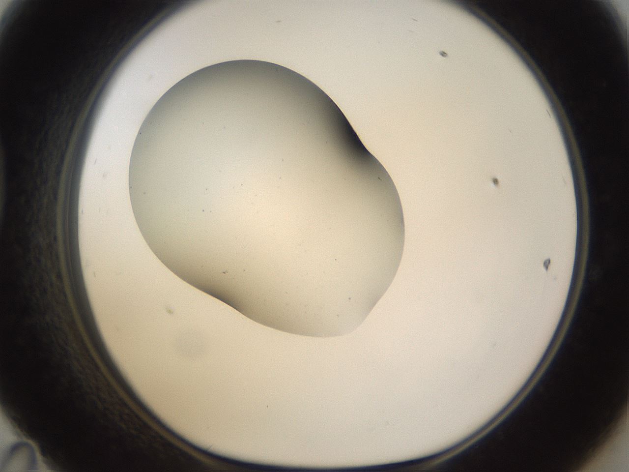 folderID267_plateID3267_batchID18785_wellNum47_profileID1_d1_r286827_ef.jpg