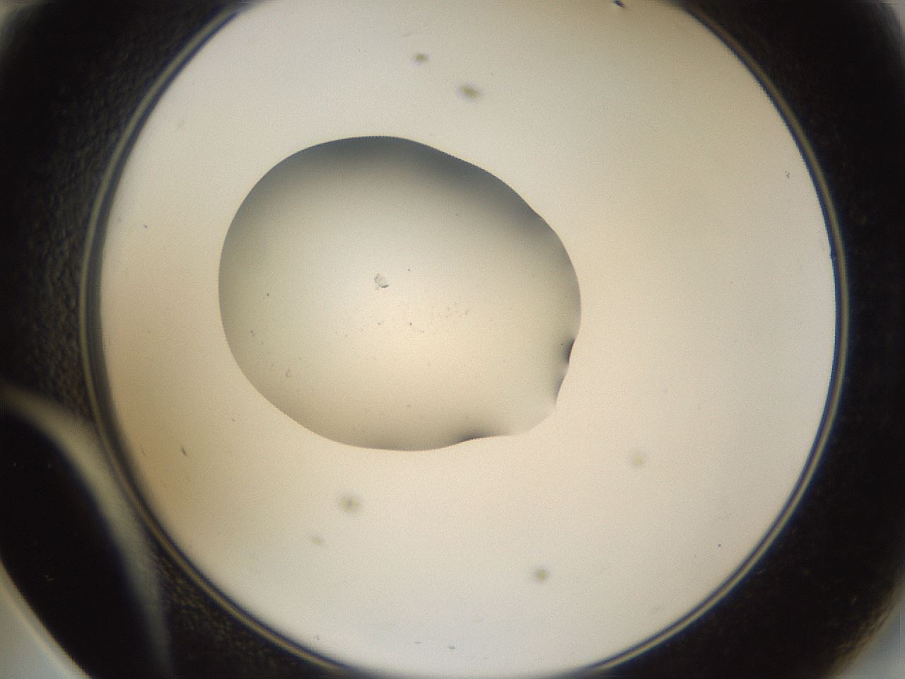 folderID267_plateID3267_batchID18861_wellNum47_profileID1_d2_r286828_ef.jpg