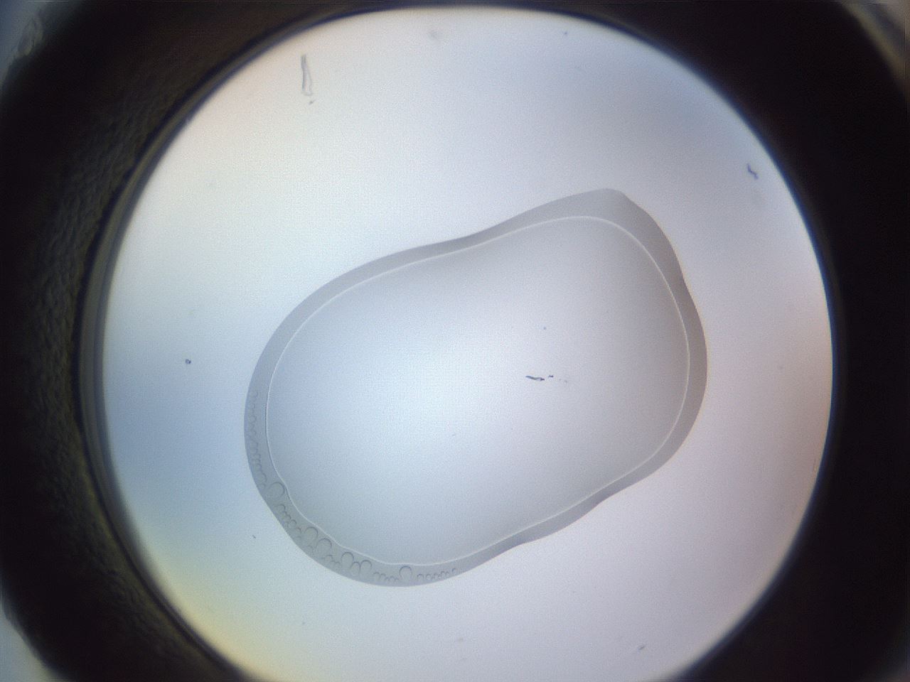 folderID268_plateID3268_batchID18598_wellNum88_profileID1_d2_r287102_ef.jpg