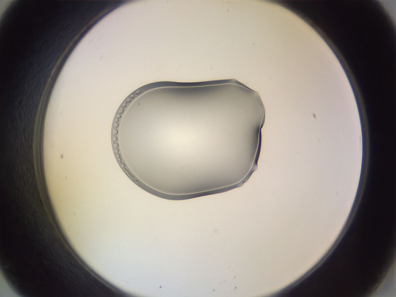 folderID268_plateID3268_batchID18655_wellNum20_profileID1_d2_r286966_ef.jpg