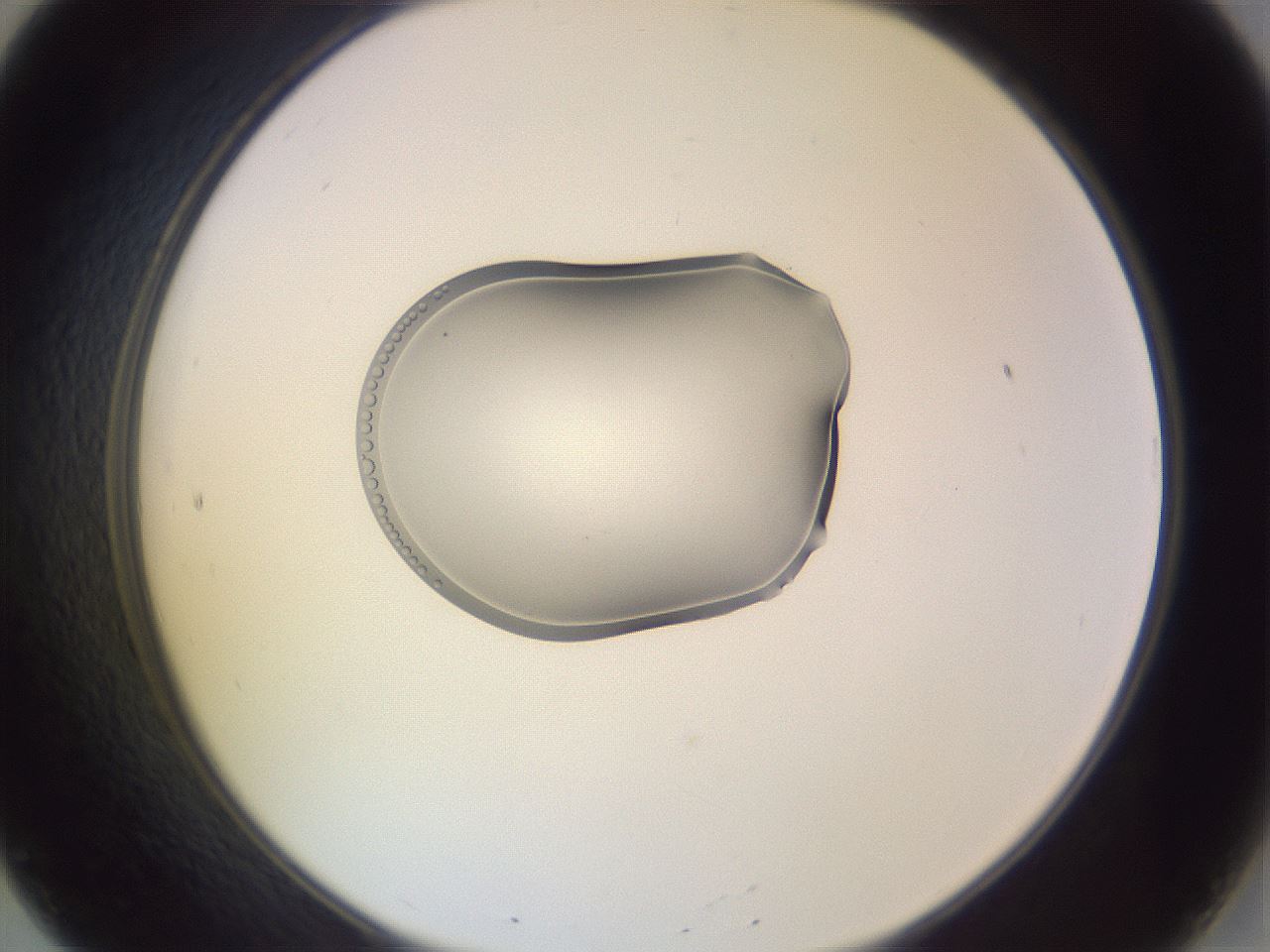 folderID268_plateID3268_batchID18598_wellNum20_profileID1_d2_r286966_ef.jpg